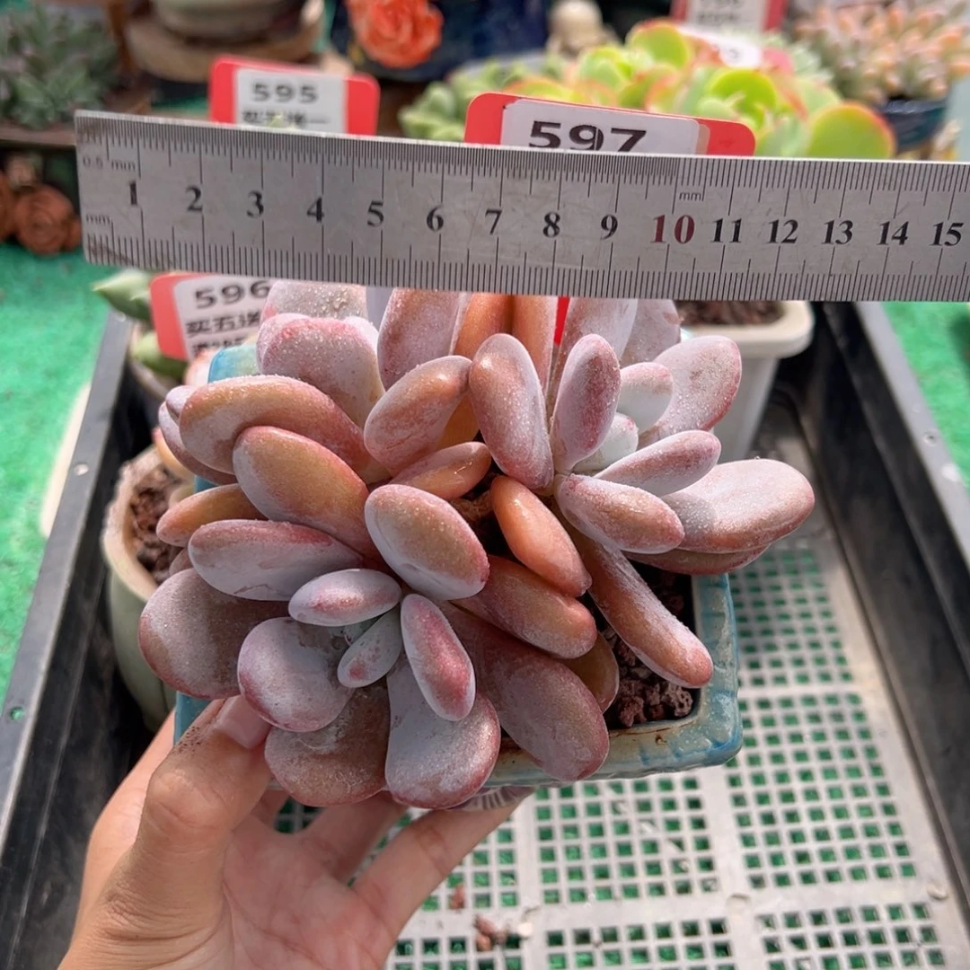 表妹精品多肉植物597.