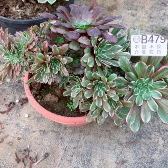 多肉植物水墨缀479