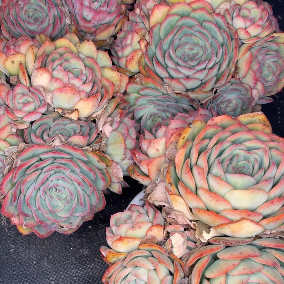 云舍多肉新年福利-180晨露