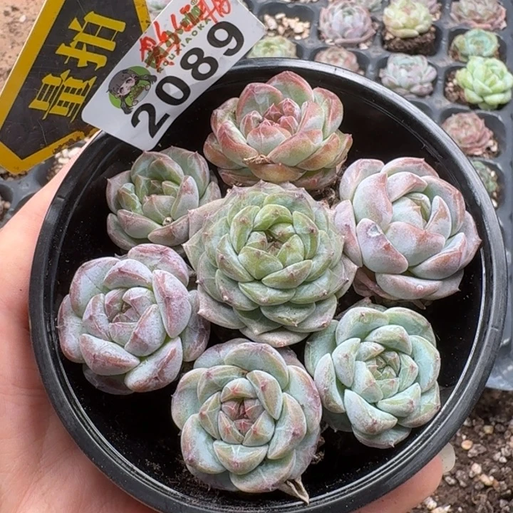 无花朵多肉植物多肉植物