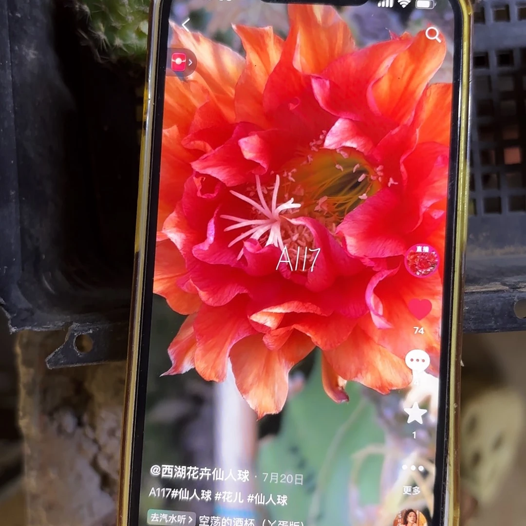 117彩彩侧牙20包邮60