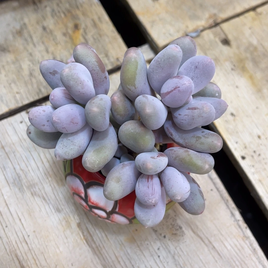 阿****德米可奶三头冠幅9公分一物一拍