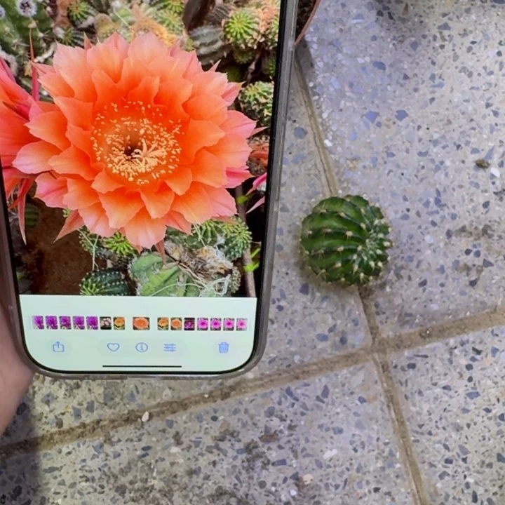 223彩草戴斯歪无根侧牙4公分左右，20包邮