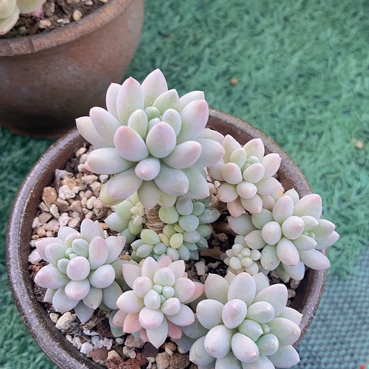 小叶奶糖06178多肉植物