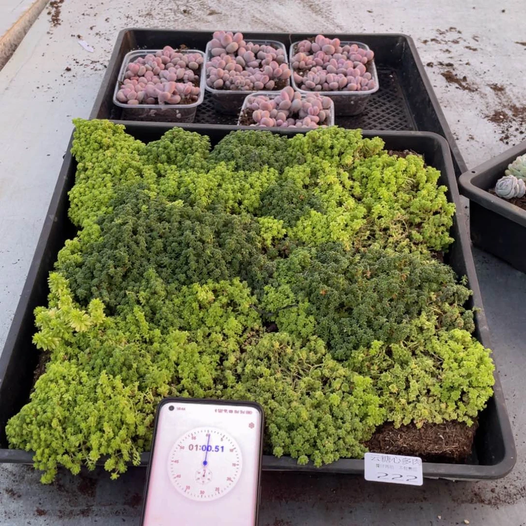 钮***子云糖心多肉植物222