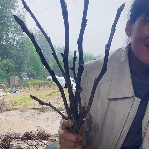 完全开放赵粉。