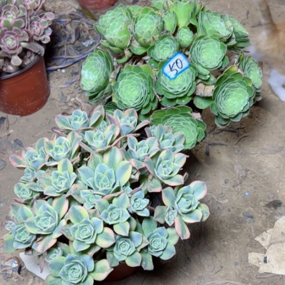 【闪购商品】可****?多肉植物两个50