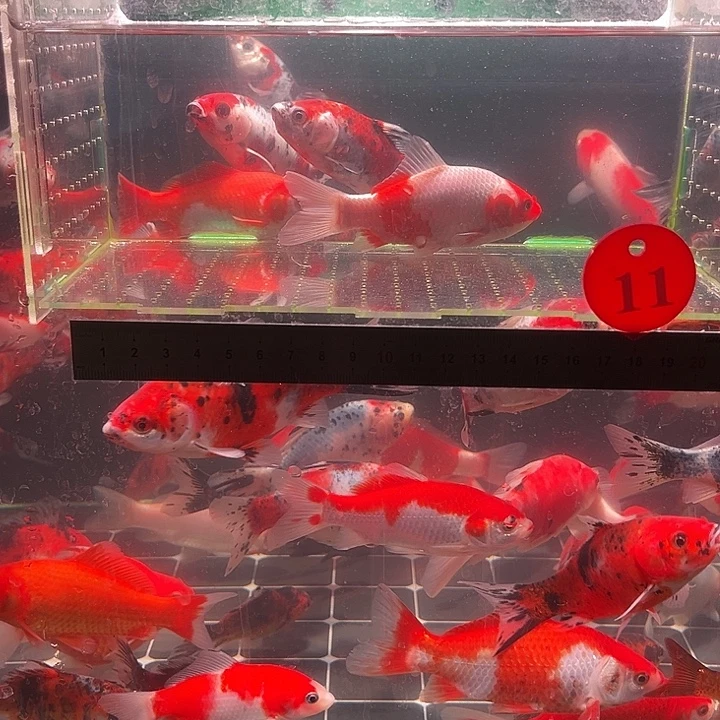 金鱼包邮12345678