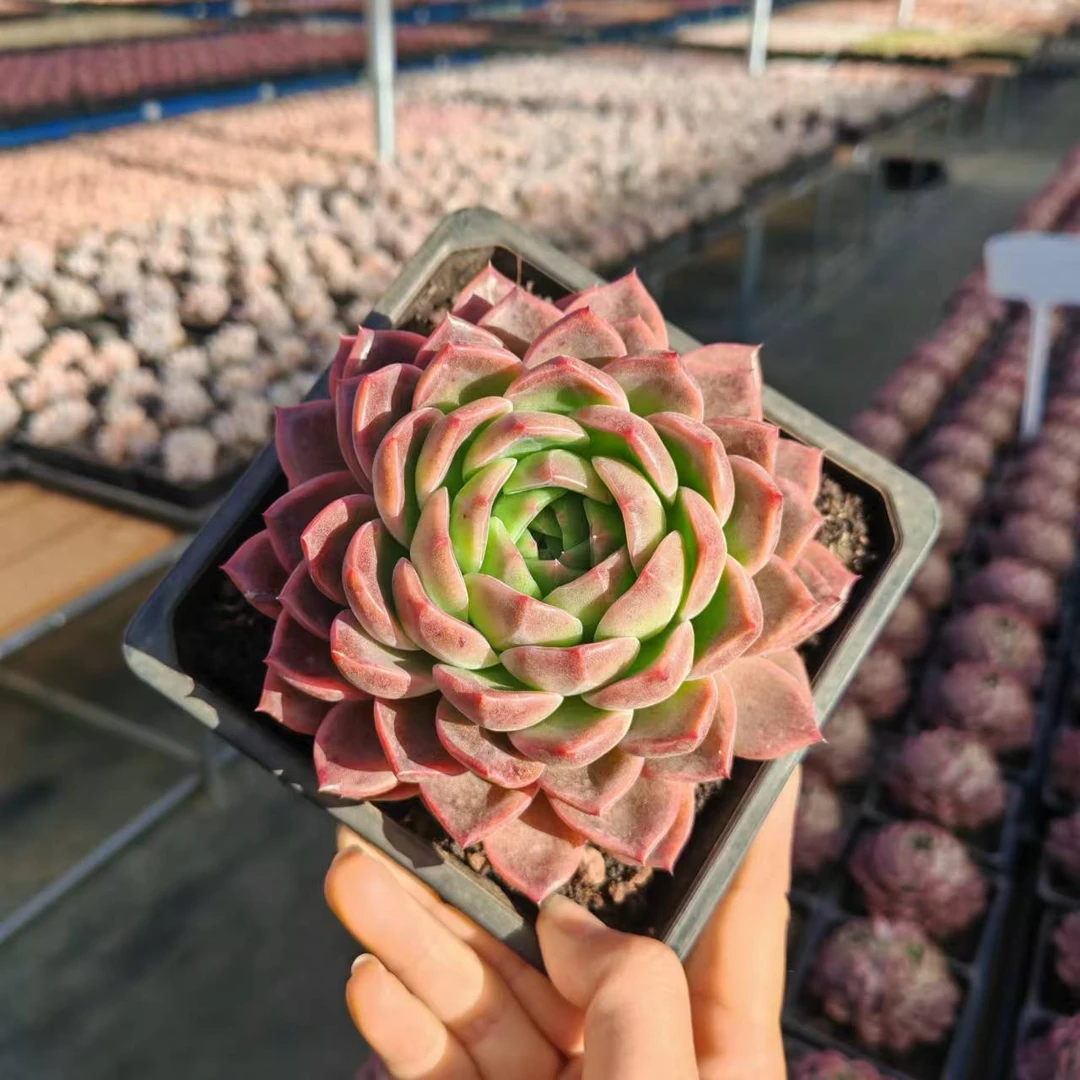 15#天空之橙前男友精品多肉SM0133