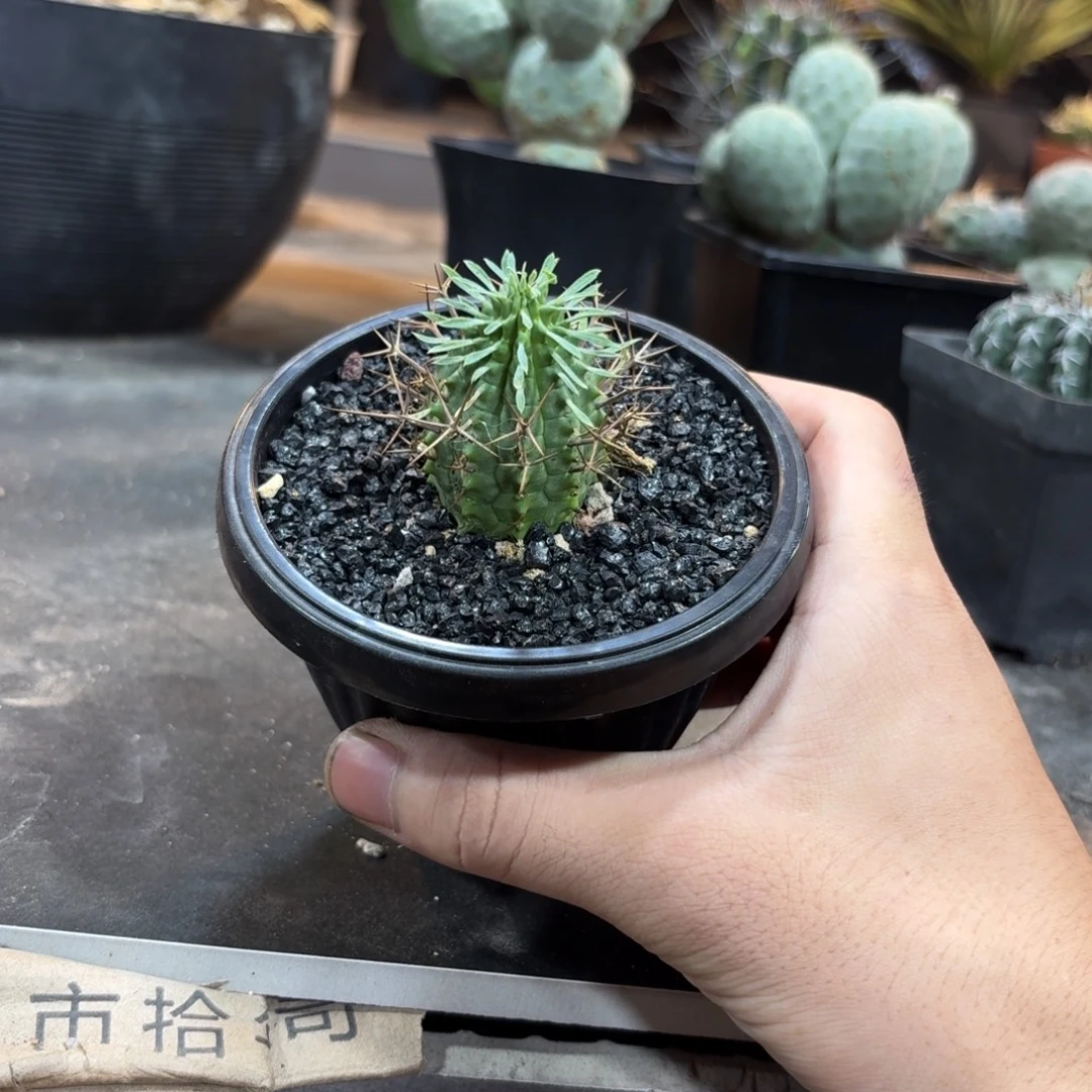 群星冠大几26699999996