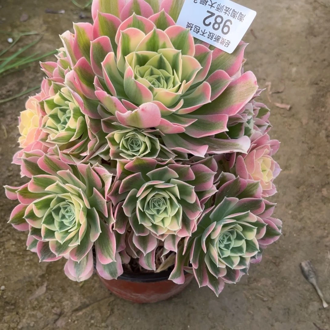 982白凤多肉植物法师