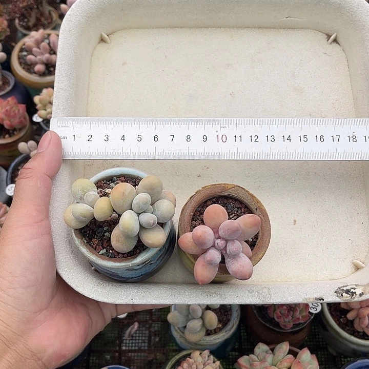 司***Y一物一拍原盆原土