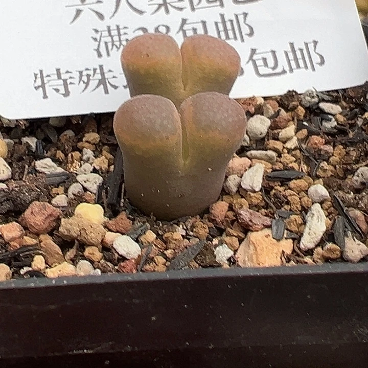 无花朵438号特价风铃