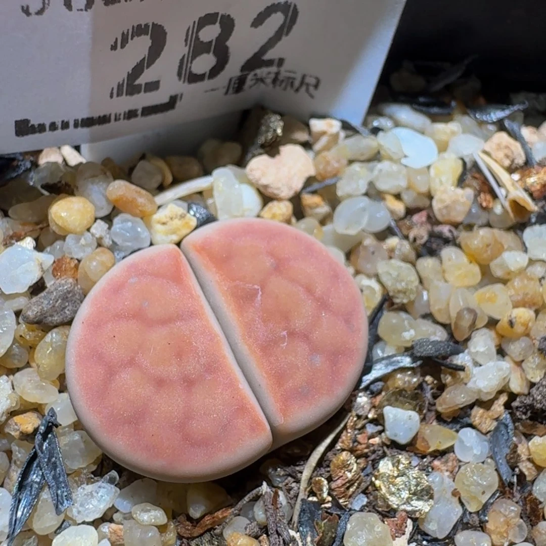 Sssss精品生石花282大1.7