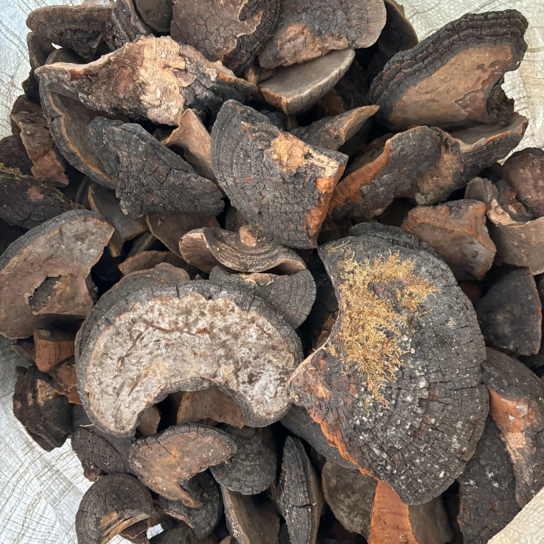 暴马丁香桑黄初级农产品