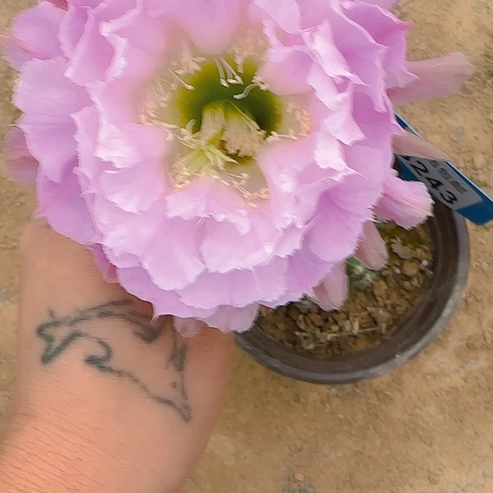 243瑕疵掰花脱土发货彩草
