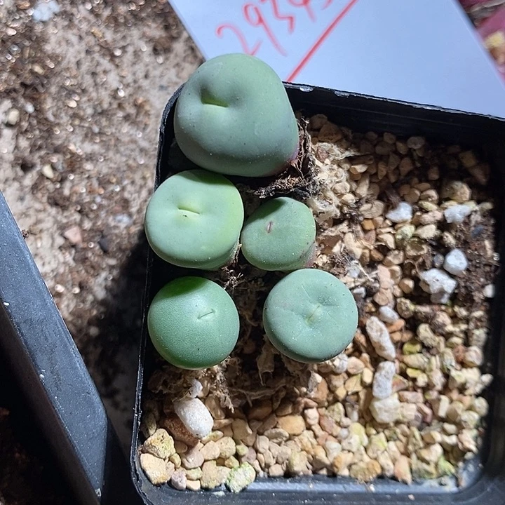 29345。  一组。 嘴。
