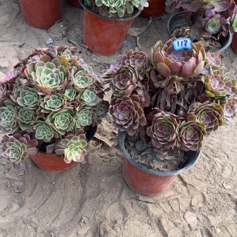 118多肉植物组合，