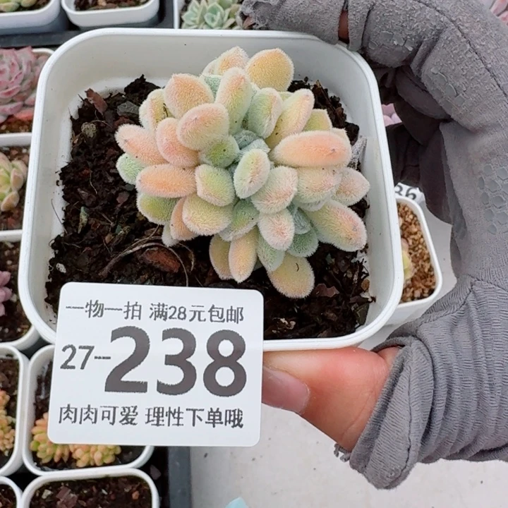 雪晃星缀化无盆土发货