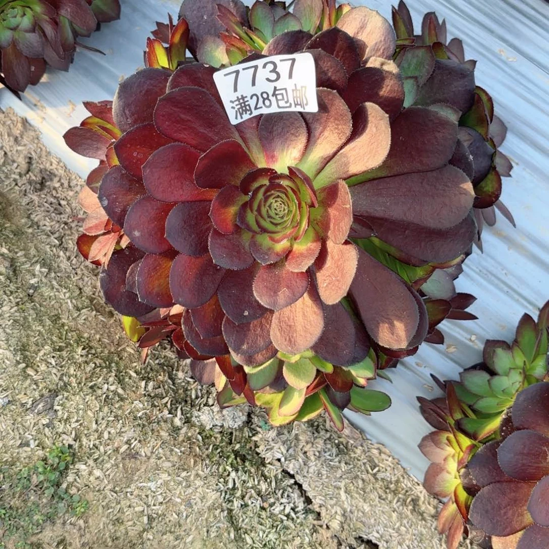 O. 7737黑寡妇多肉