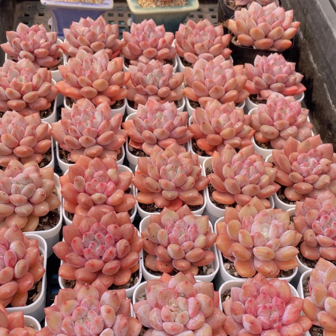 量拍5号 肥胖粉透半夏单头一个