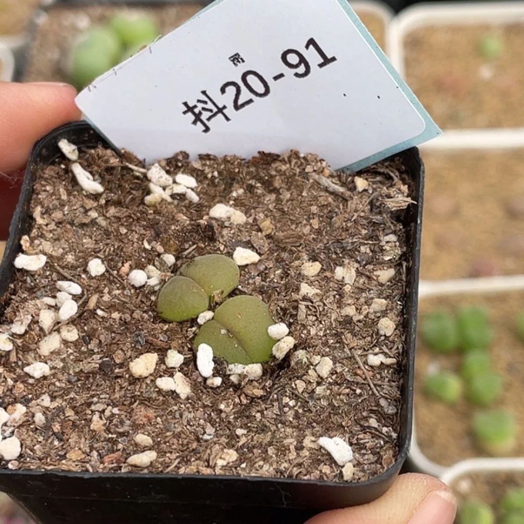 一****）20-91肉锥多肉植物