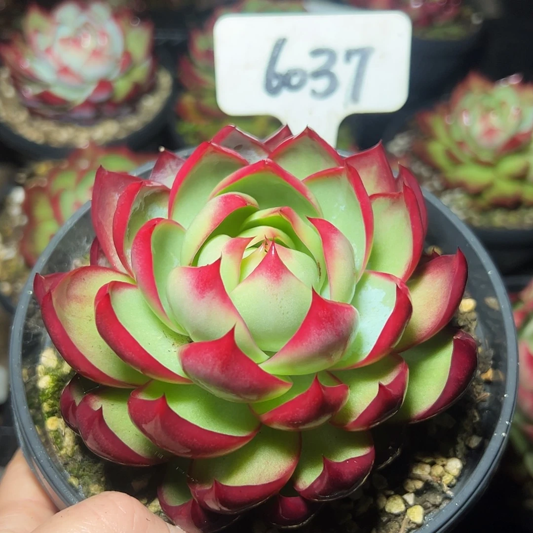 惊鸿仙子福利6037号