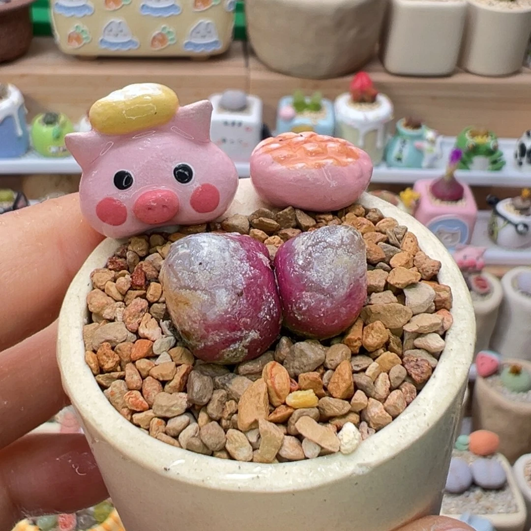 多肉植物81号双头灯泡