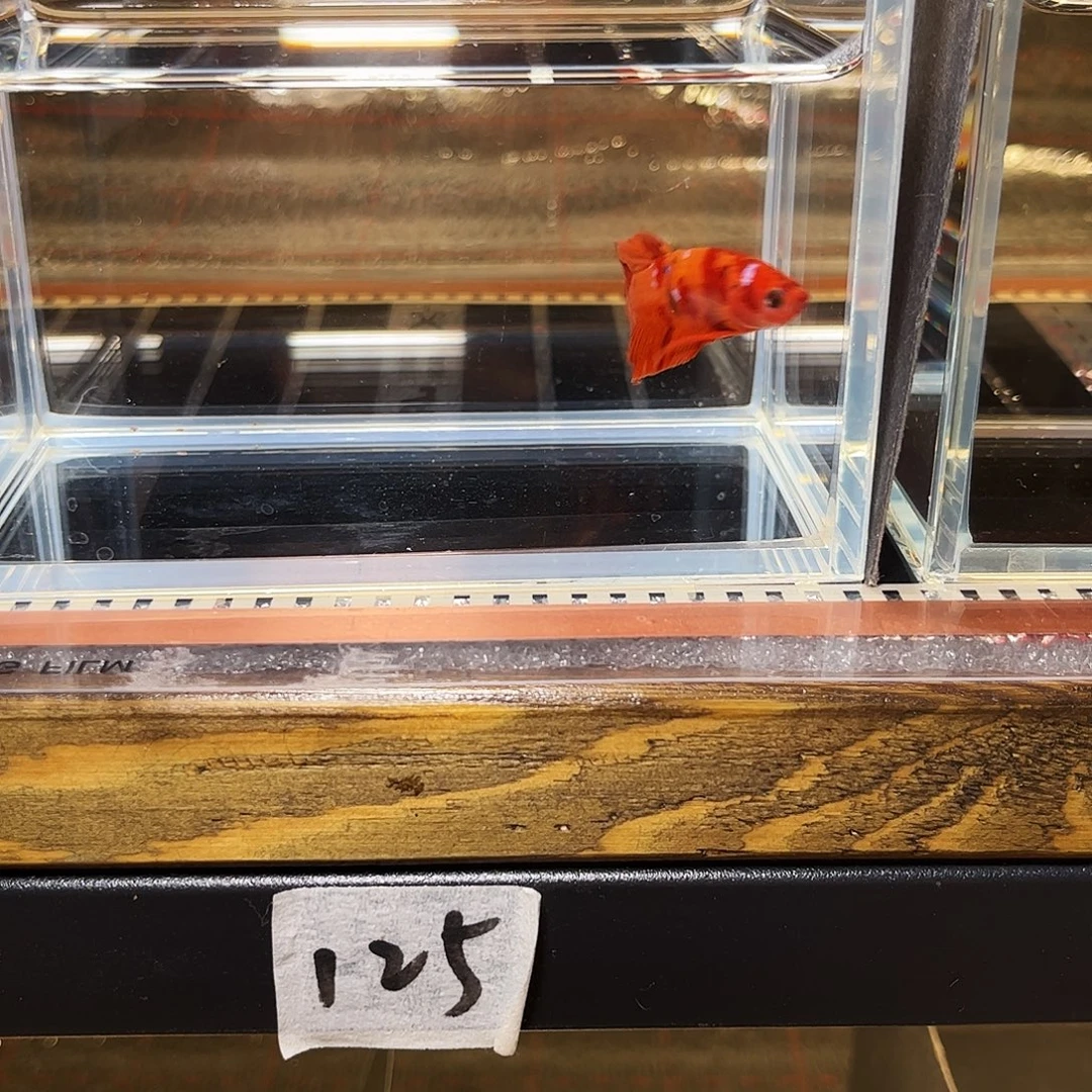 海水鱼宙斯斗鱼竞拍精品场12-21
