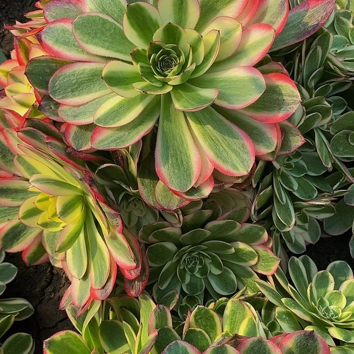 多肉荔枝963多肉