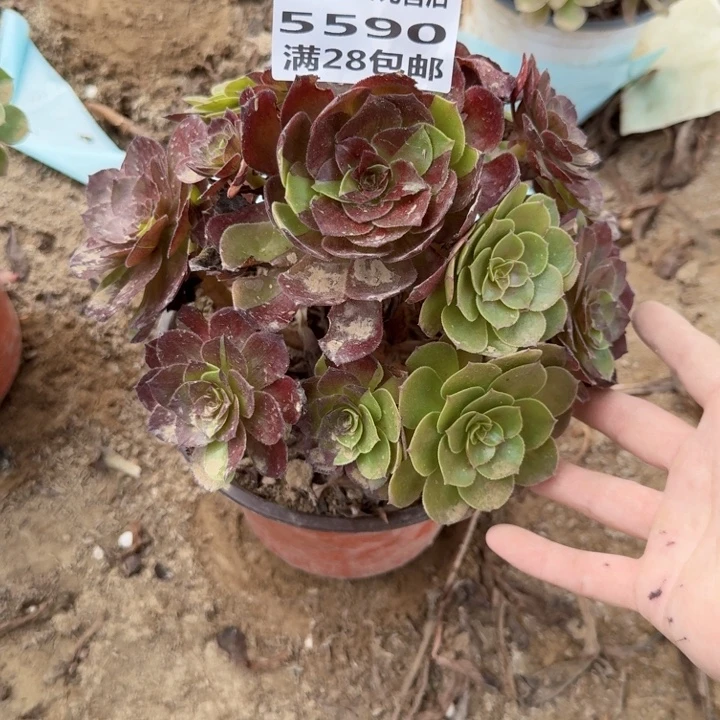 5590二号棚黑美人A