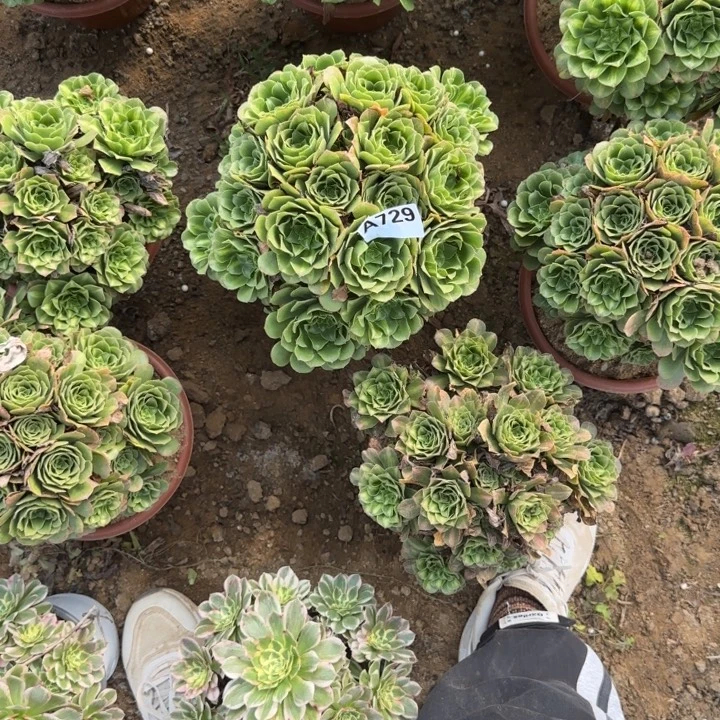 729 清棚处理不包断枝