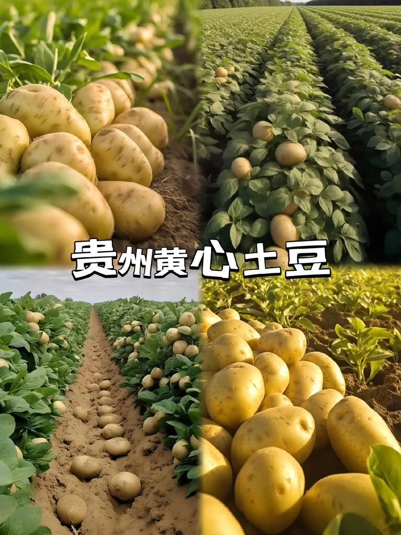 贵州黄心小土豆新鲜现挖迷你洋芋马铃薯