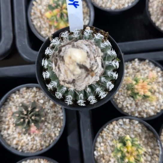 64-0121泰国发货多肉