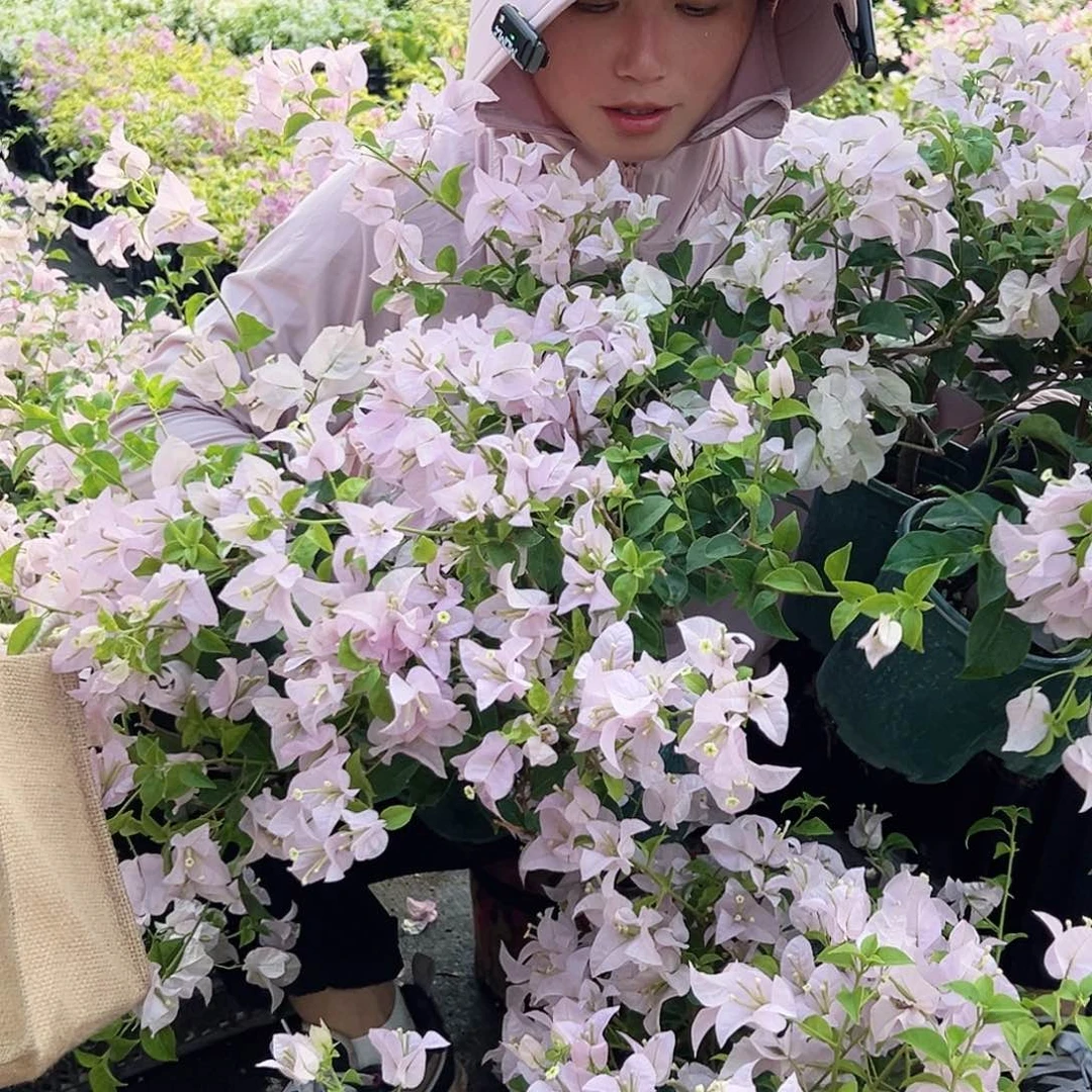完全开放苹果hua掌中宝一棵