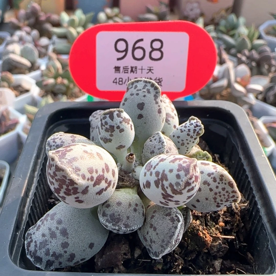 特白肌海豹。 968。