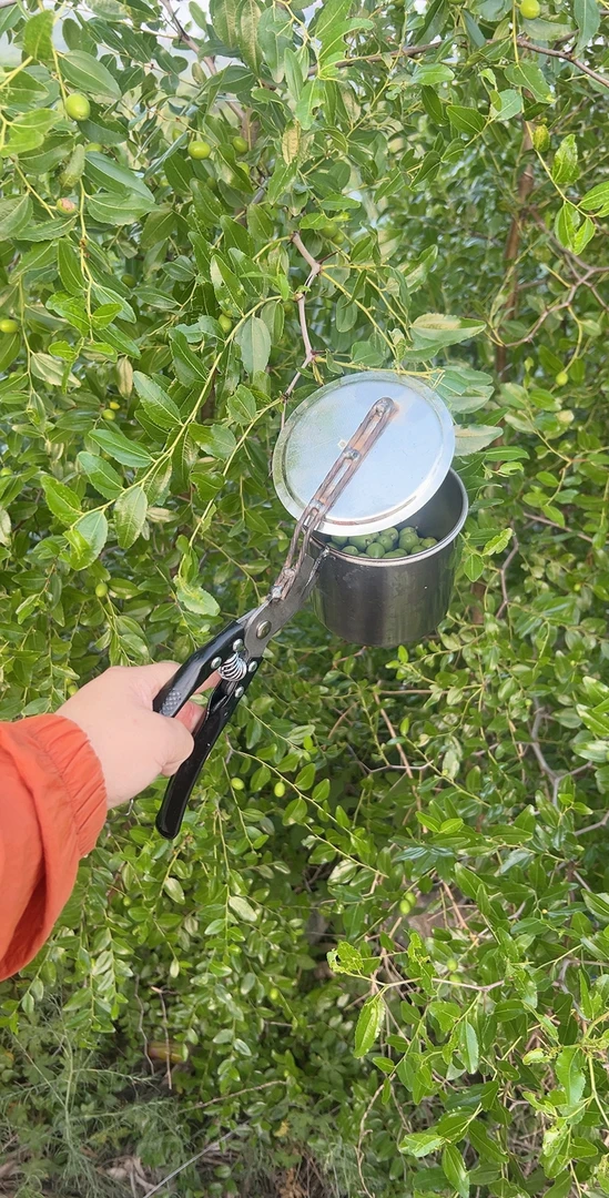 摘酸枣神器升级精品加长双筋新款摘花椒摘果口径11厘米，送弹簧