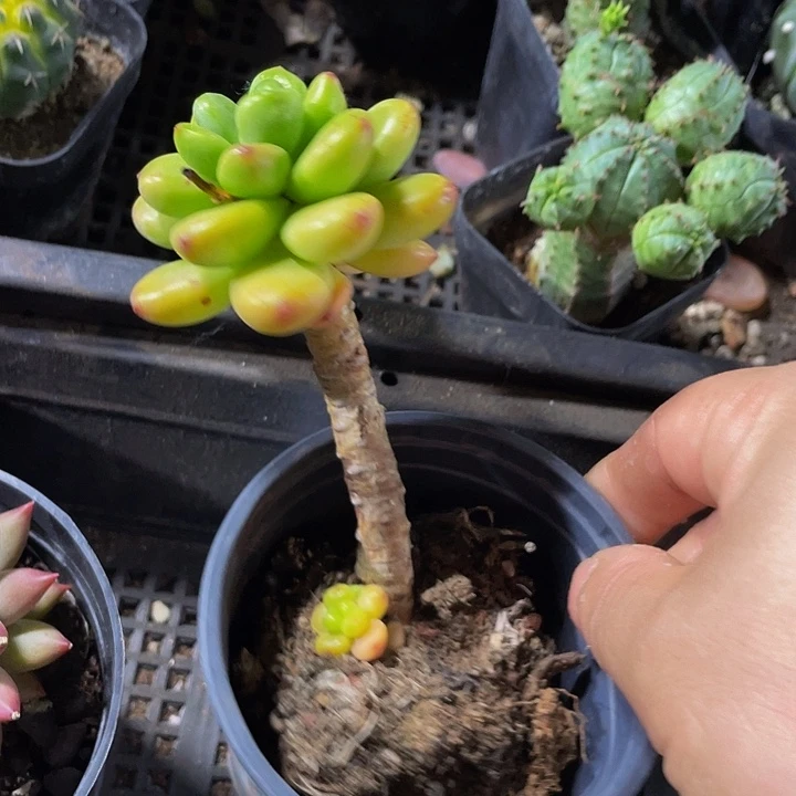 90盆香客里拉带盆