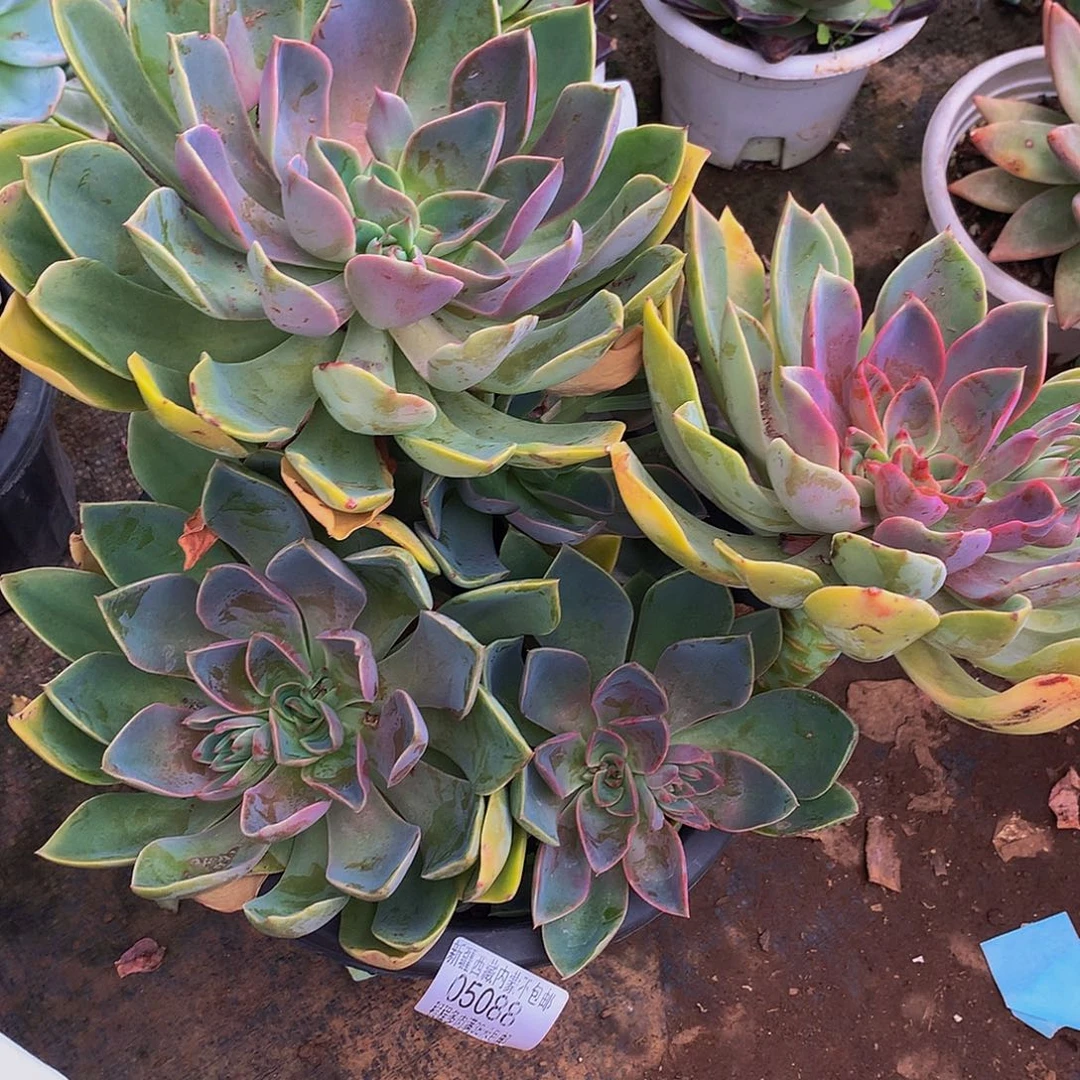 ****༂紫气东来05088多肉多肉