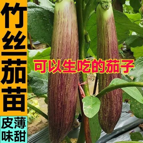 生吃水果竹丝茄子秧苗烧烤花茄黑绿长茄白茄杭茄线茄圆茄种子盆栽