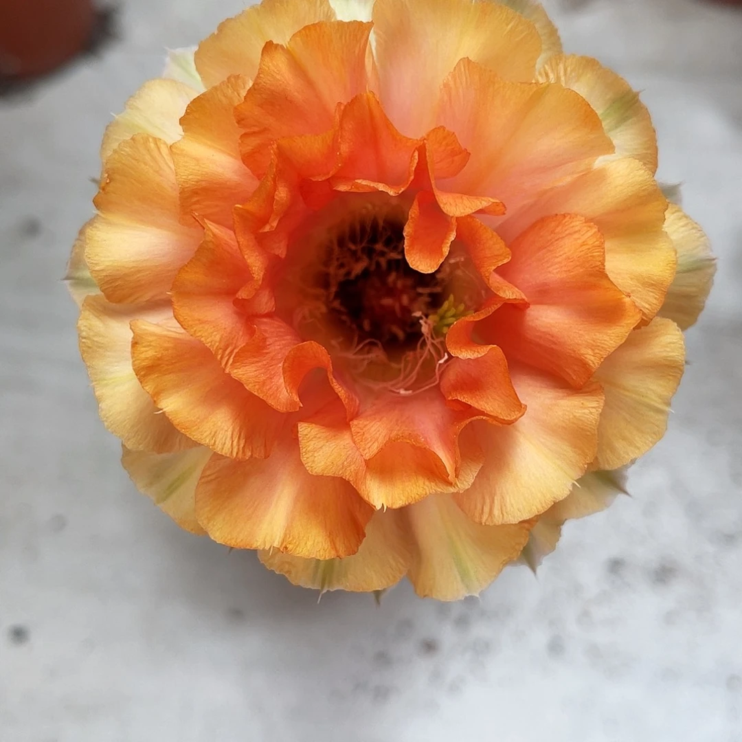 彩草橙色7公分左右