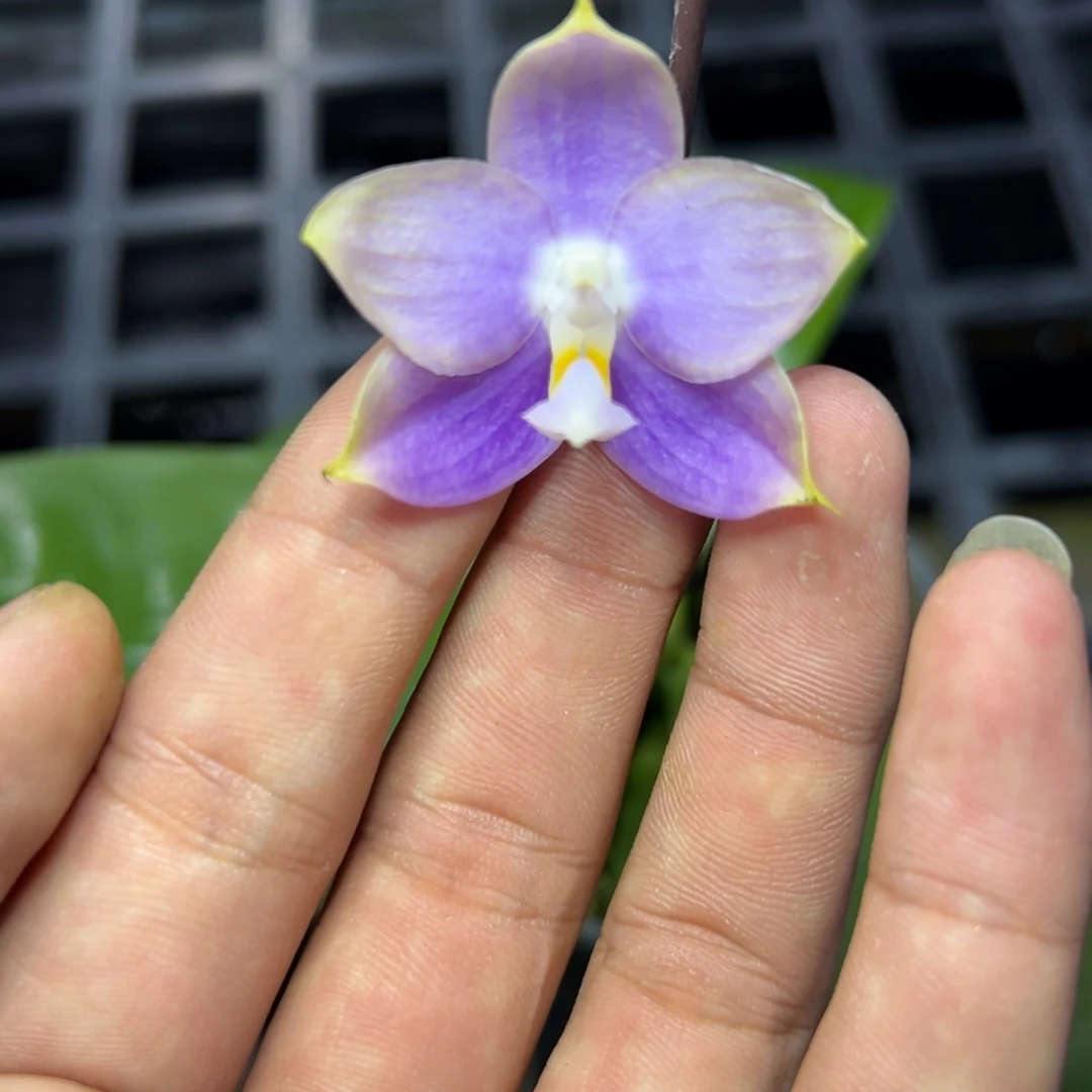 完全开放l292三寸ys1209