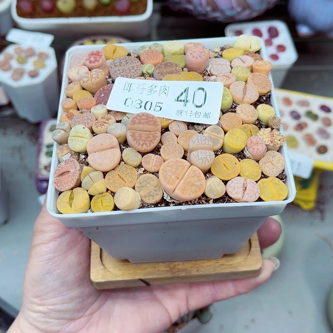 郎哥多肉生石花5-40