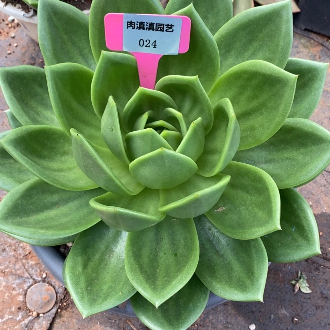 x024-多肉植物 翠花