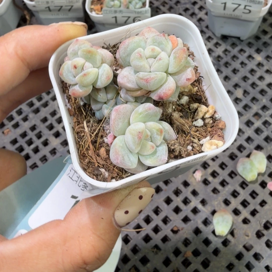 179 号到手1框江北多肉（掉头不包）