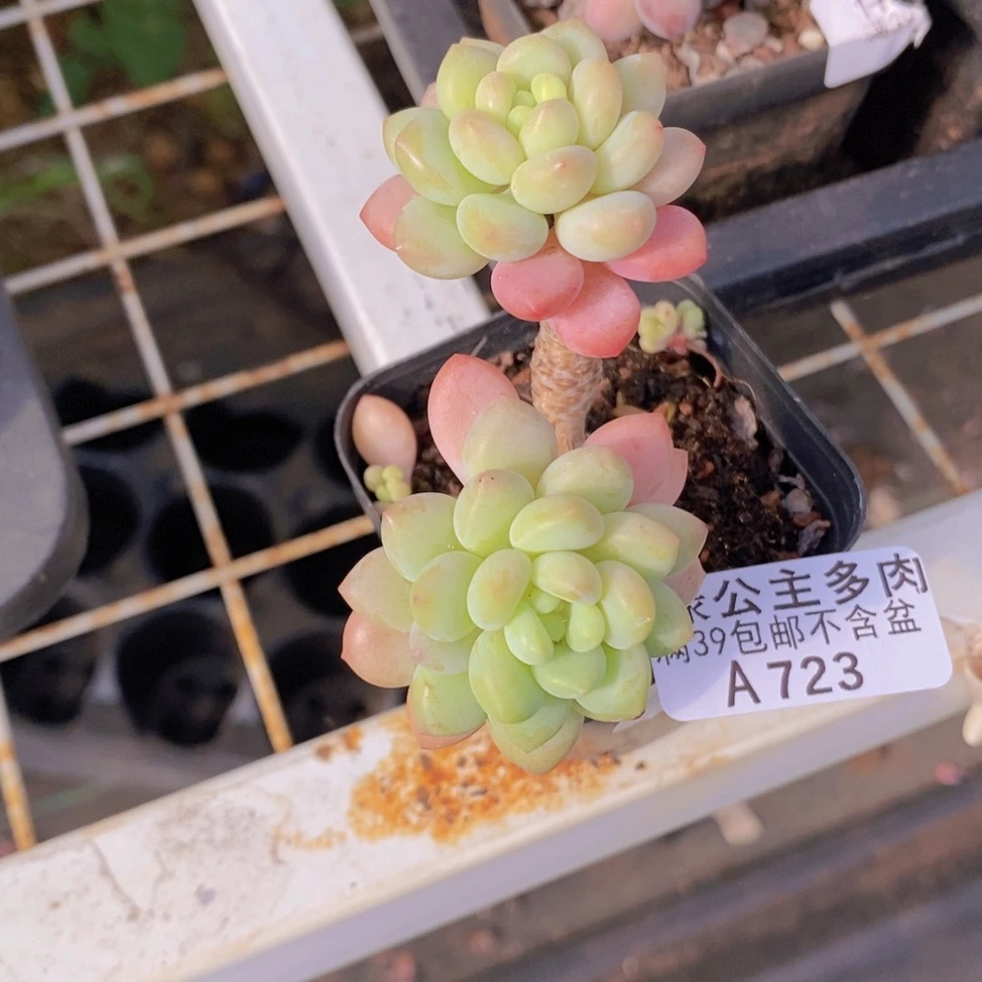 鱼子酱老桩723多肉植物
