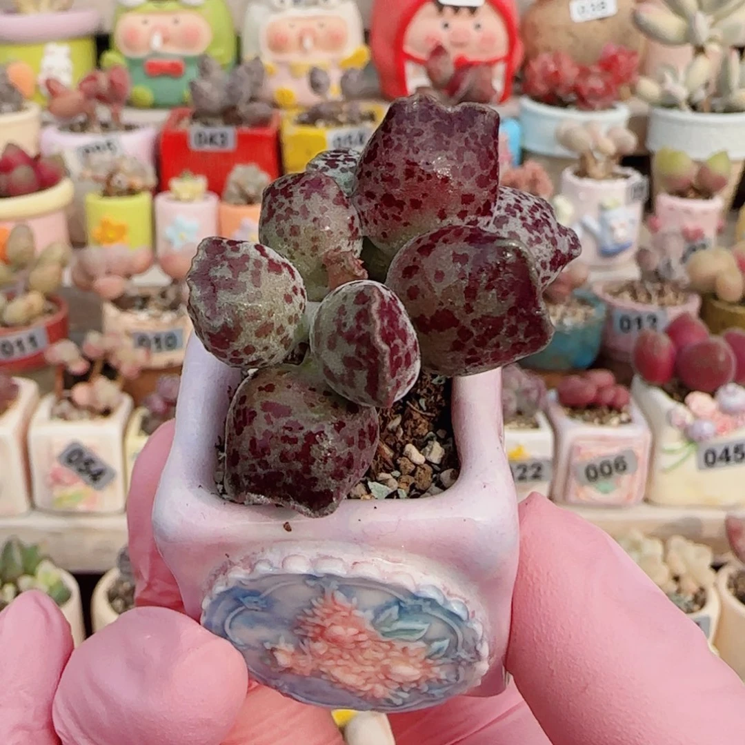 站立猫耳 盆口3cm