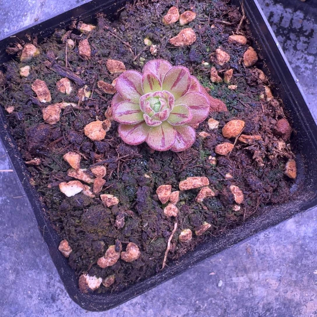 ～****～L37半城玫瑰红颜