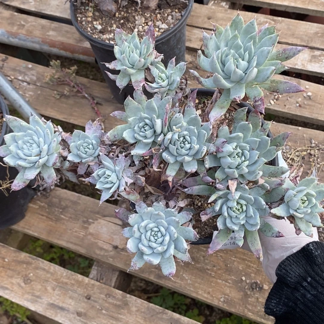 143号苹果叶粗腿瑕疵