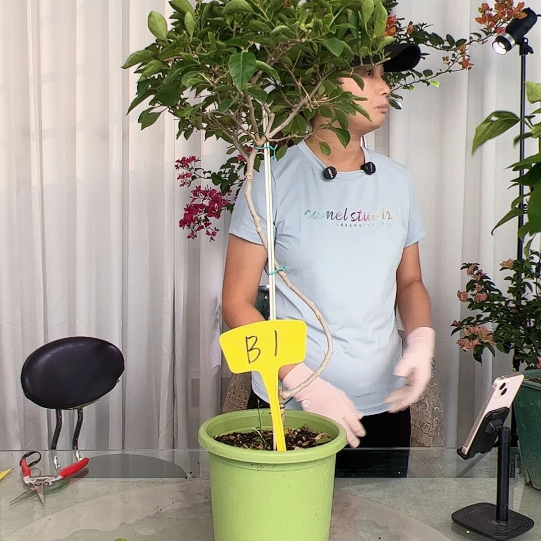 当前无花栽培后可以开花彼**岸B1佩德罗